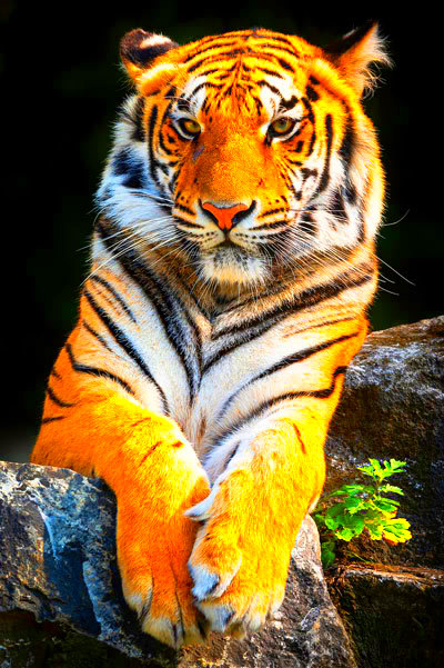 Image after manipulations