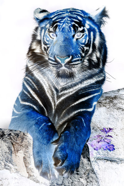 Image after manipulations