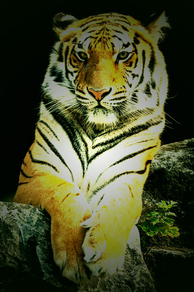 Image after manipulations