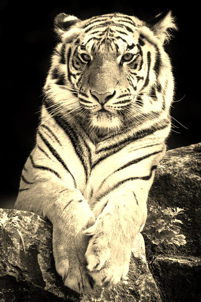 Image after manipulations